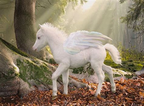 Unicorn Dance: Magical Rhythm Journey Filled With Mythical Creatures!